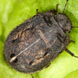 Odontoscelis fuliginosa